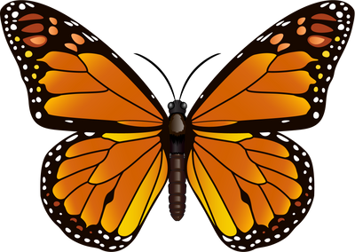 Butterfly Insect Illustration